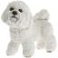 Picture of BICHON FRISE
