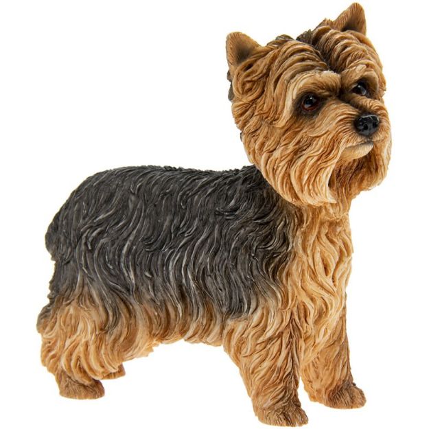Picture of YORKSHIRE TERRIER