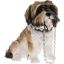 Picture of SITTING SHIH TZU WALKIES BRN