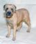 Picture of Tosa Inu Dog
