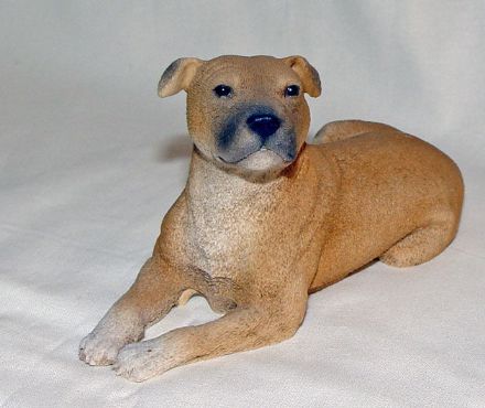 Picture of Staffordshire Bull Terrier Dog
