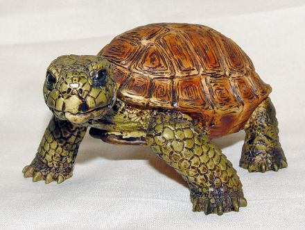 Picture of Turtle